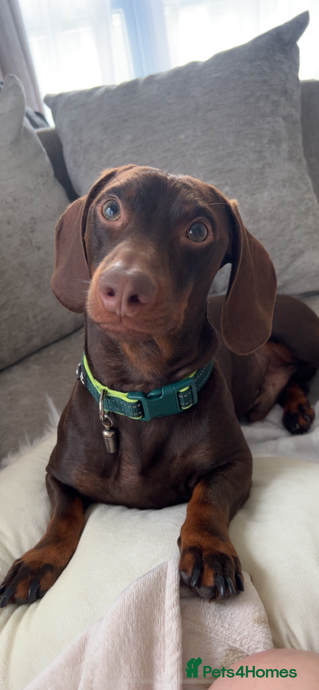 Dachshund dogs for stud: Doddie choc and tan dachshund - Image 1