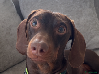 Dachshund dogs - Advert 10