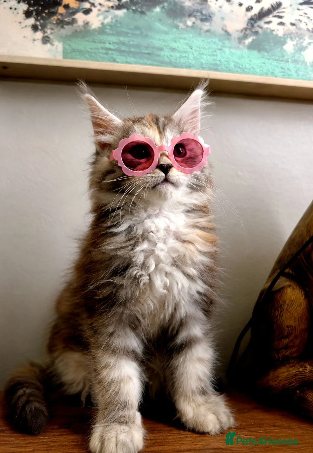 Maine Coon cats for sale: Beautiful, friendly Maine coon girl  - Advert 11