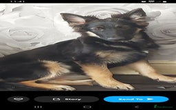 German Shepherd dogs for sale: German shepherd  - Image 3