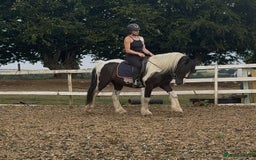 Irish Cob horses for sale: 14hh 6 year old gelding cob - Image 1