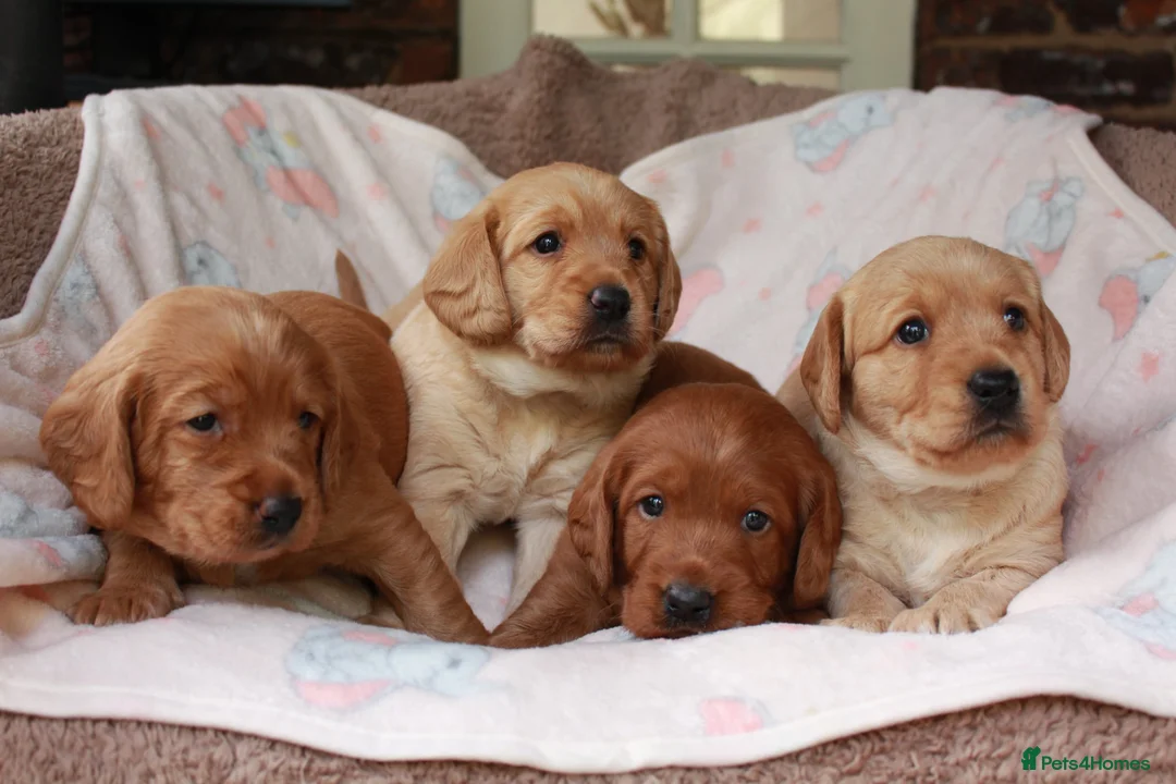 Labradoodle dogs for sale: Extensively Health Tested F1 Labradoodle Puppies - Advert 1