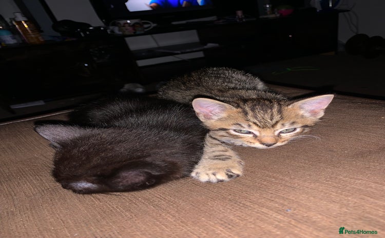 Mixed Breed cats - Advert 15