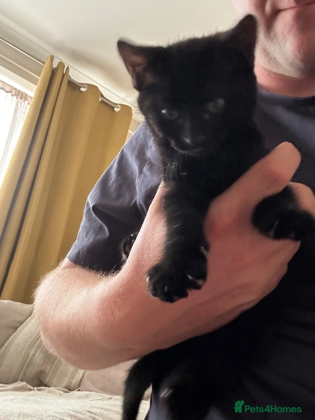Mixed Breed cats for sale: Two Boys - Advert 2
