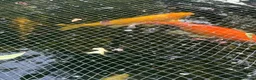 Koi Carp fish for sale: Koi Carp – Full Pond Clearance in Nottingham - Advert 2