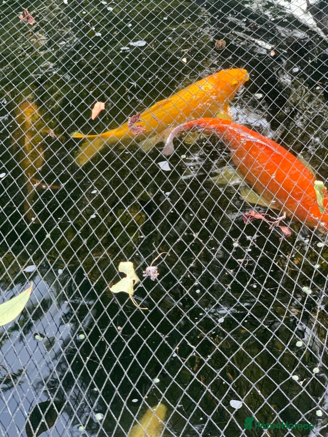 Koi Carp fish for sale: Koi Carp – Full Pond Clearance in Nottingham - Advert 2