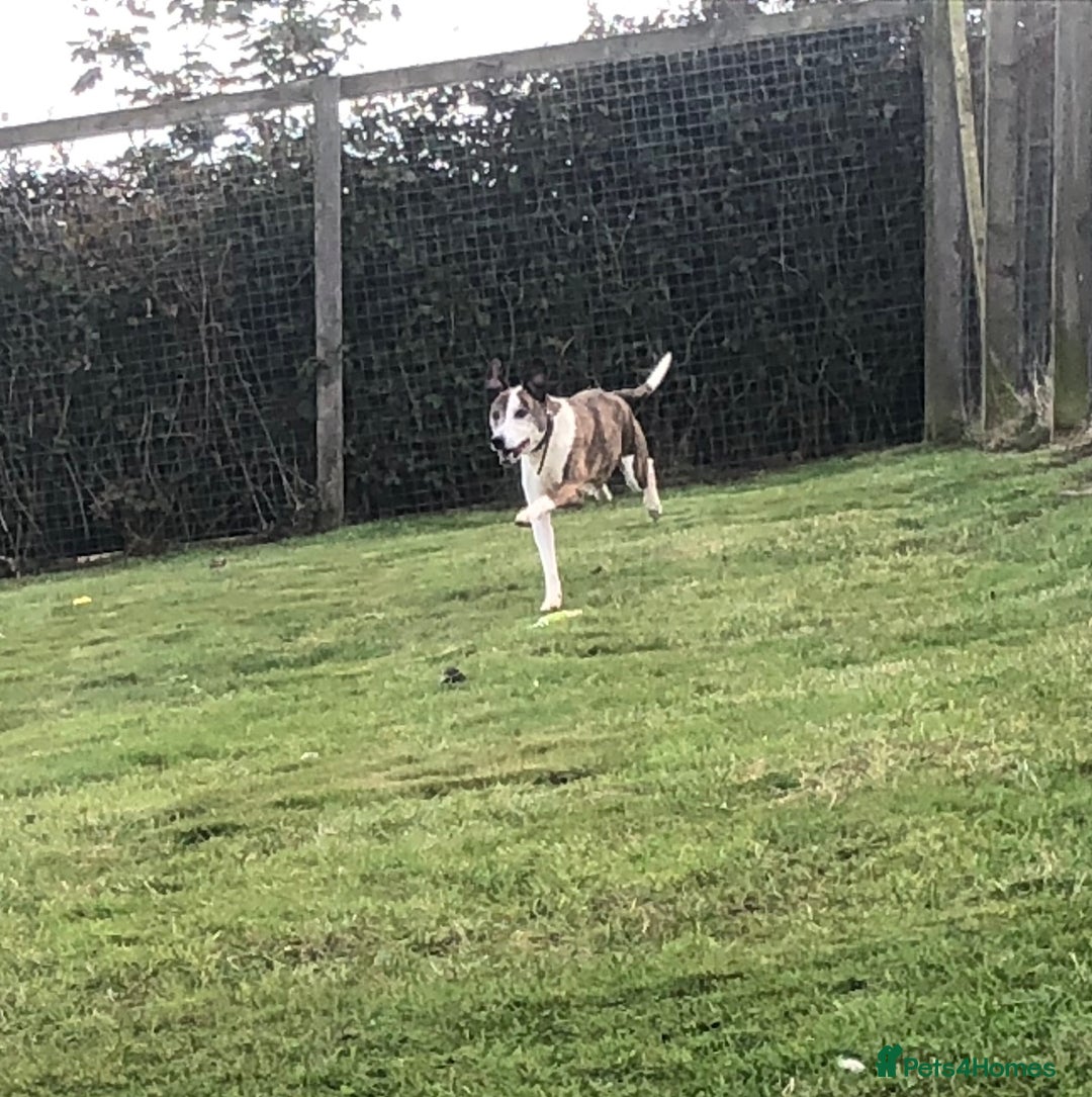 Mixed Breed dogs for adoption: Cody, crossbreed in need of loving home. - Image 4