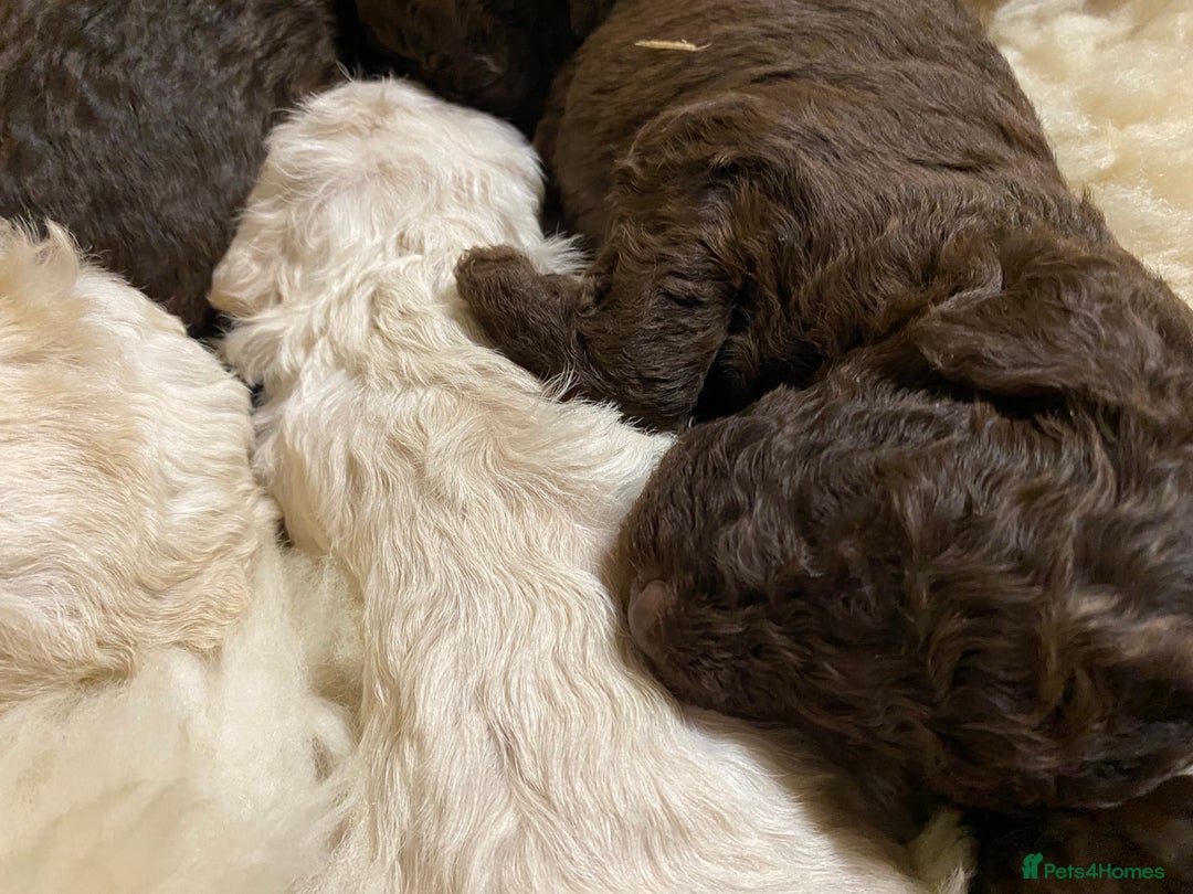 Lagotto Romagnolo dogs for sale: Lagotto romagnolo Puppies  - Advert 16