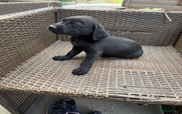 Labrador Retriever dogs for sale: 6 beautiful pedigree Labrador puppies - Image 11