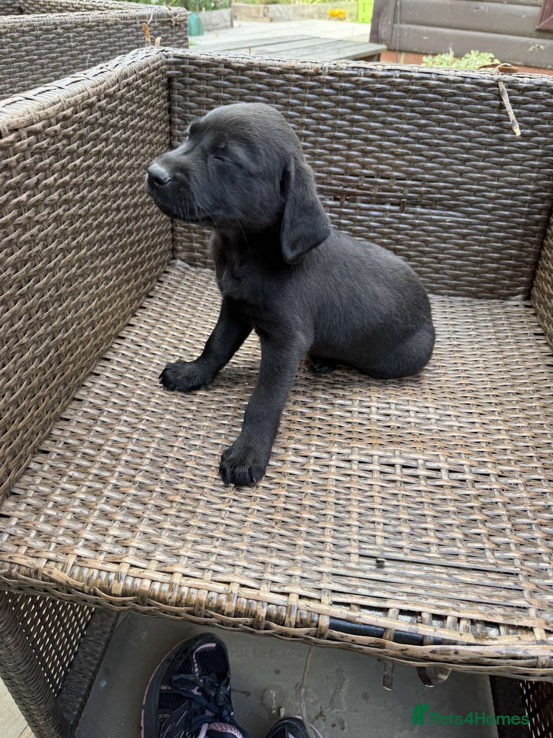 Labrador Retriever dogs for sale: 6 beautiful pedigree Labrador puppies - Image 11