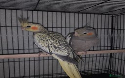 Cockatiels birds for sale: Beautiful cockatiels - Advert 6