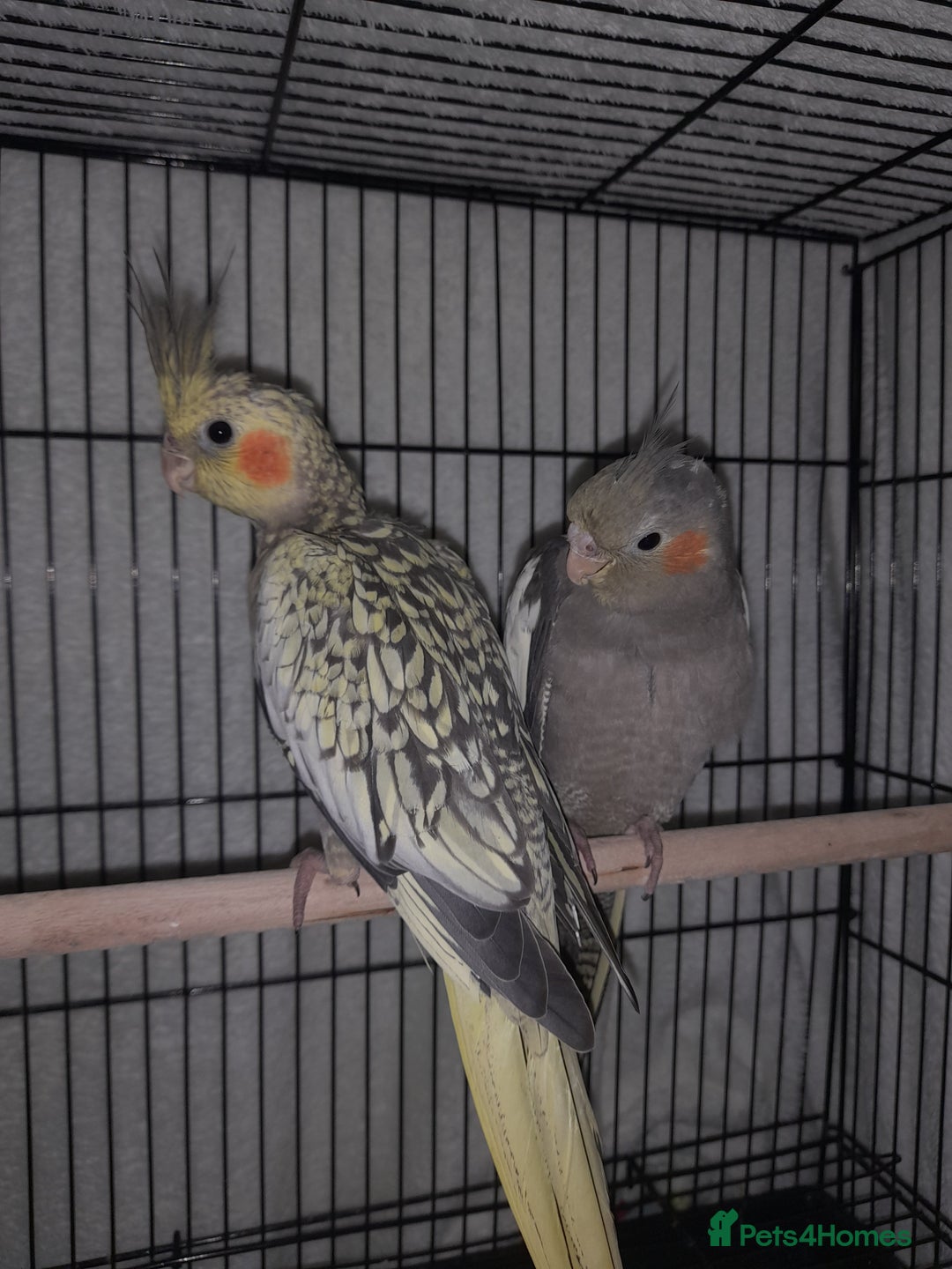 Cockatiels birds for sale: Beautiful cockatiels - Advert 6