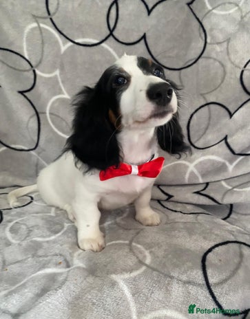 Miniature Dachshund dogs - Advert 7