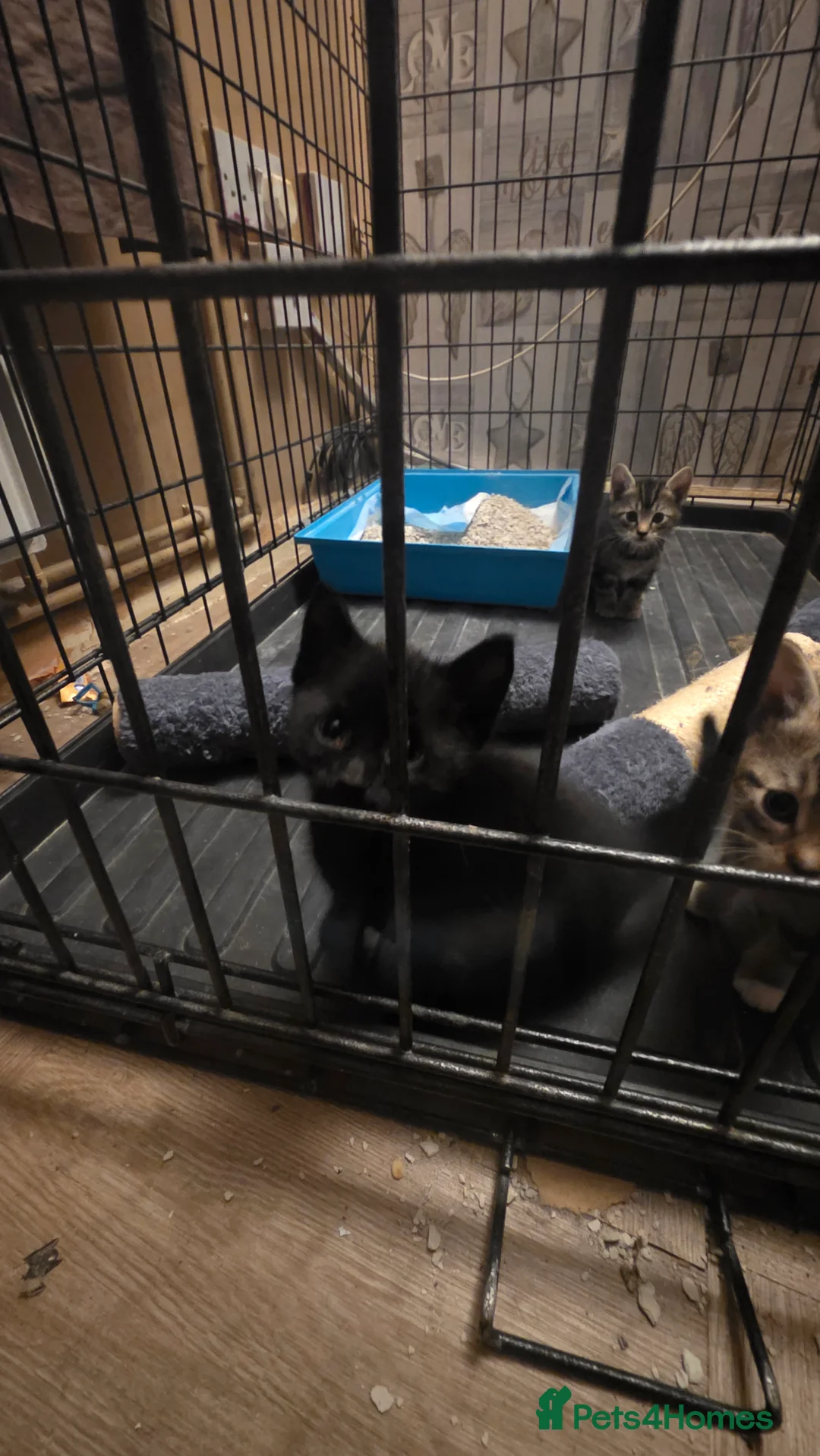 Mixed Breed cats for sale: Savannah X Domestic kittens - Advert 16