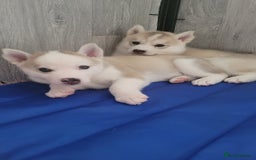 Siberian Husky dogs for sale: Best Quality Siberian Husky Puppies in Scotland - Image 21