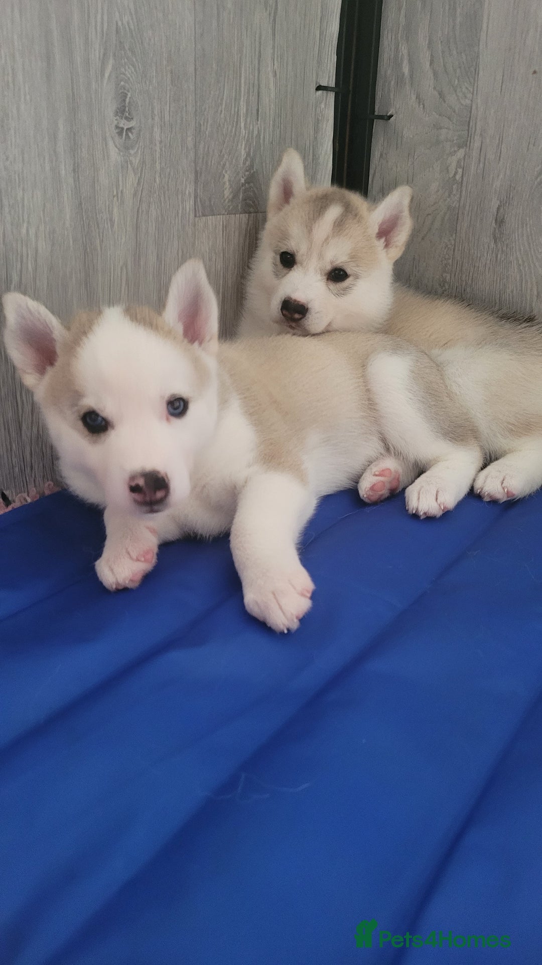 Siberian Husky dogs for sale: Best Quality Siberian Husky Puppies in Scotland - Image 21