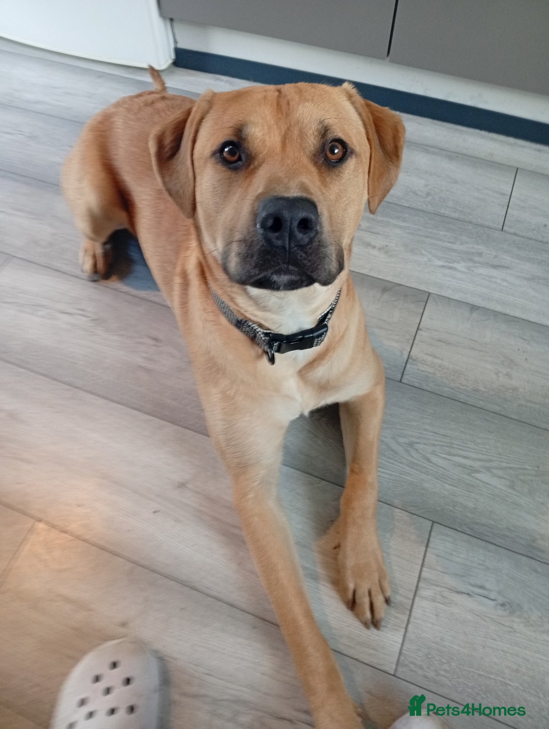 Mixed Breed dogs for sale: Louie - Advert 3