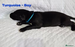 German Shorthaired Pointer dogs for sale: German Shorthaired Pointer/Irish Setter-Poinsetter - Image 26