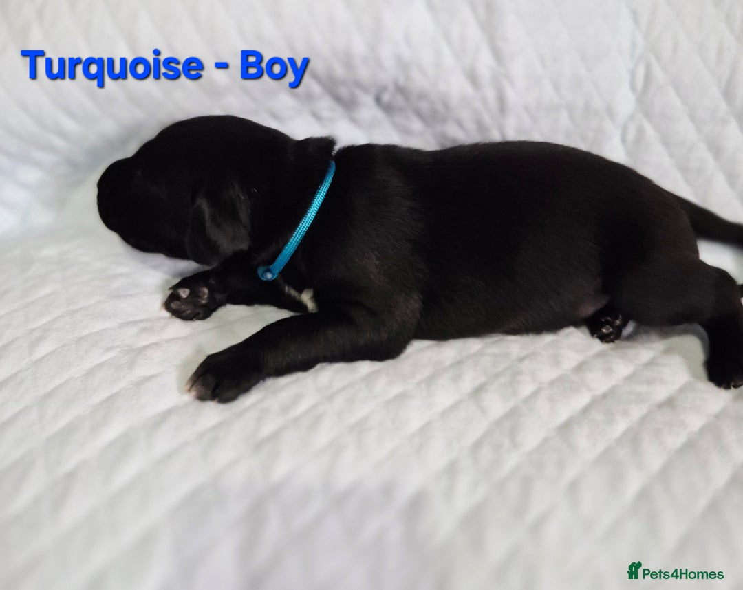 German Shorthaired Pointer dogs for sale: German Shorthaired Pointer/Irish Setter-Poinsetter - Image 26