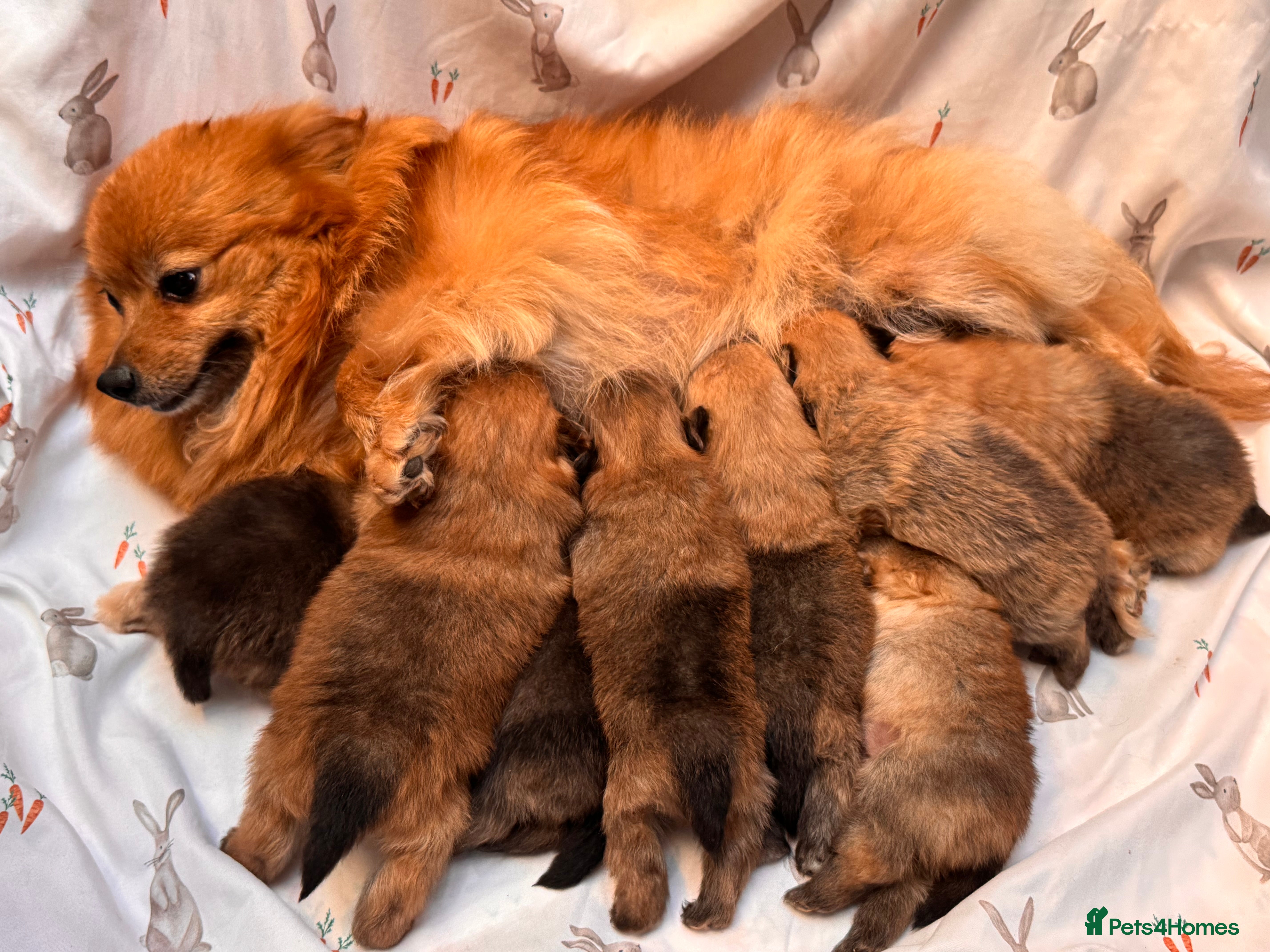 Pomeranian dogs FLUFFY POMERANIAN FOR SALE negotiable 🥰 - Advert 2