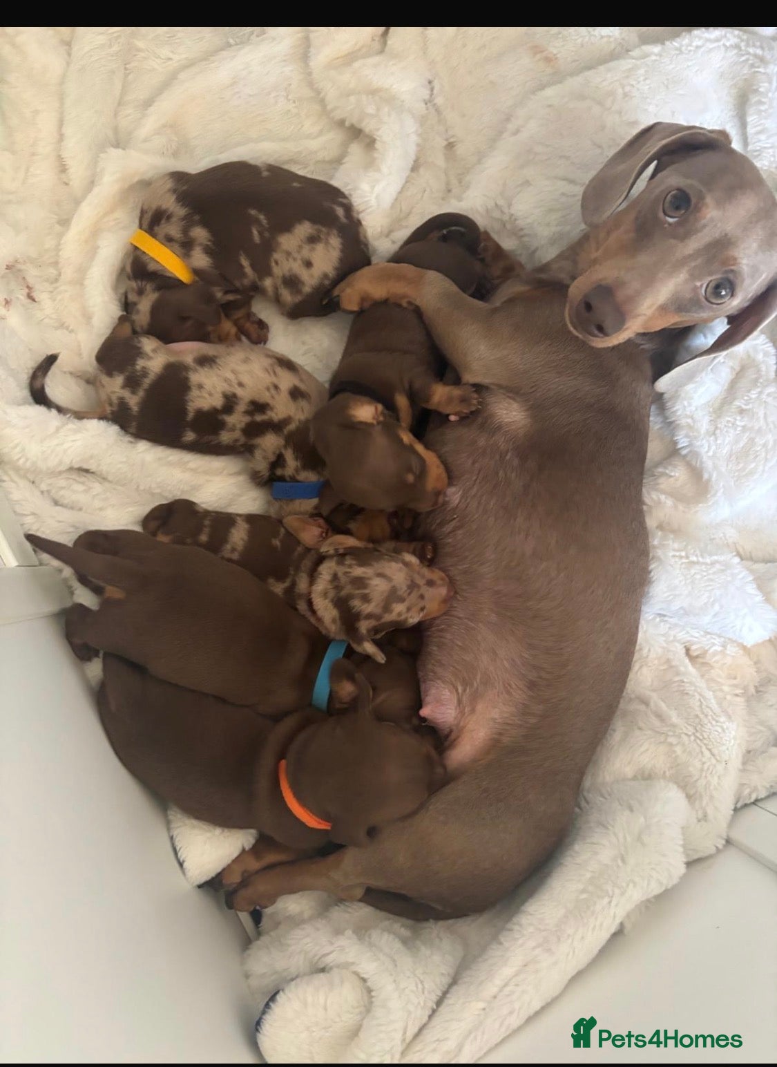 Miniature Dachshund dogs KC Registered Minatare Dachshund puppies for sale - Advert 1