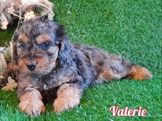 Cockapoo dogs Stunning F1 Cockapoos Available - Advert 15