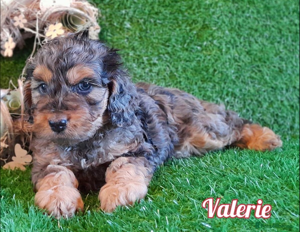 Cockapoo dogs Stunning F1 Cockapoos Available - Advert 2