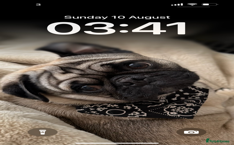 Pug dogs - Advert 7