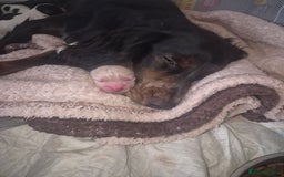 Sprocker dogs for sale: Sprocker Spaniel Puppies  - Image 15
