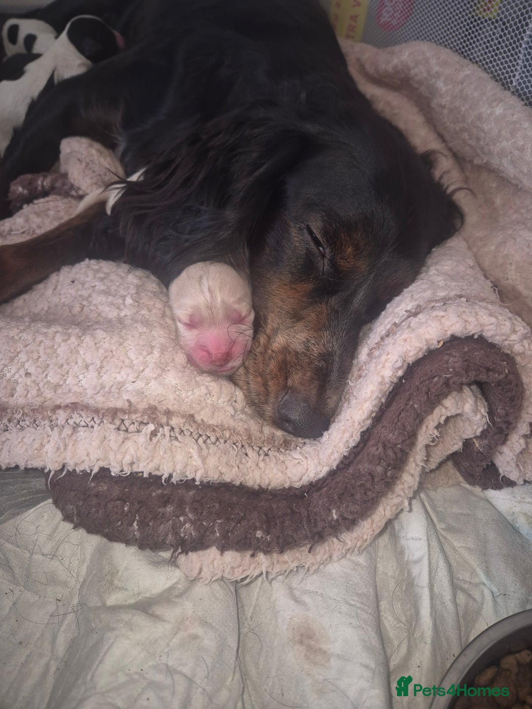 Sprocker dogs for sale: Sprocker Spaniel Puppies  - Image 15