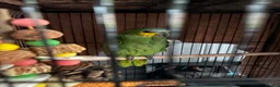 Parrots birds for sale: Coco/ aviary bird orange winged amazon - Advert 1