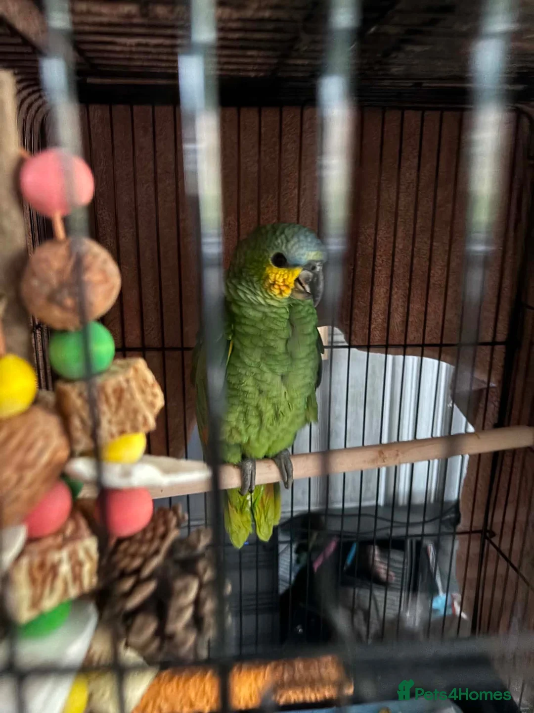 Parrots birds for sale: Coco/ aviary bird orange winged amazon - Advert 1