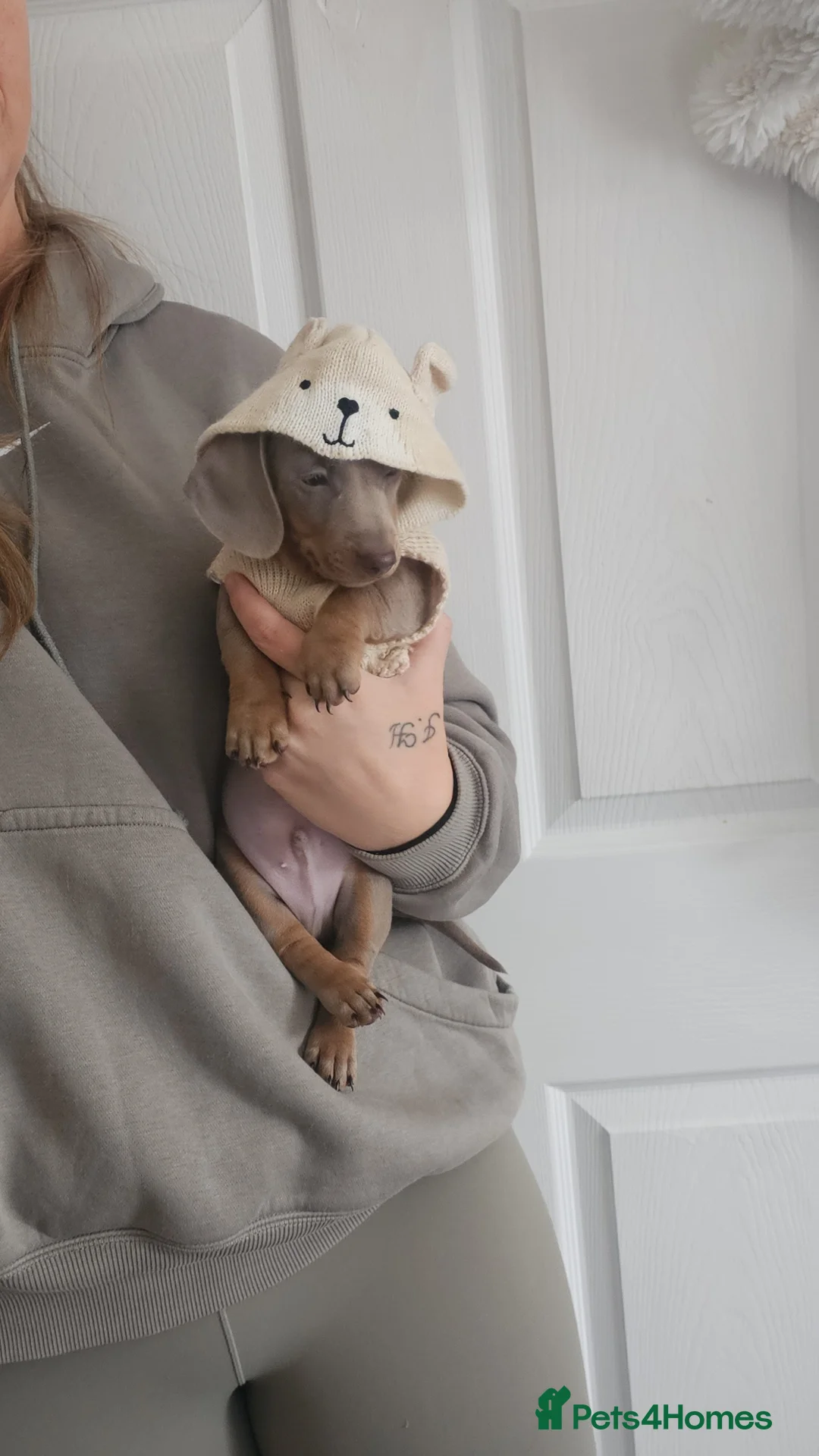 Miniature Dachshund dogs for sale: Miss b - Advert 2