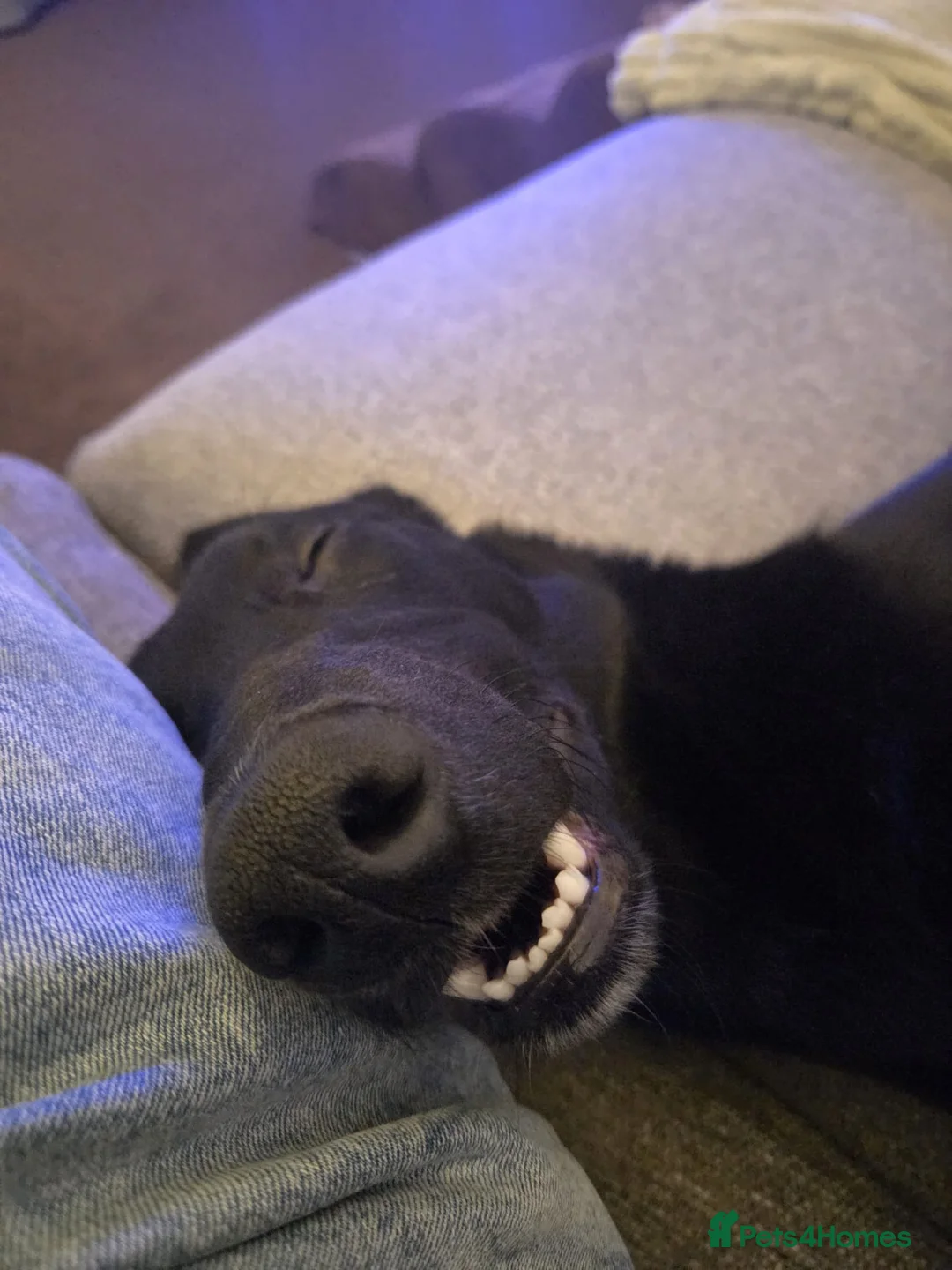 Mixed Breed dogs for sale: 8 month old Greyhound X Saluki Male - Advert 13