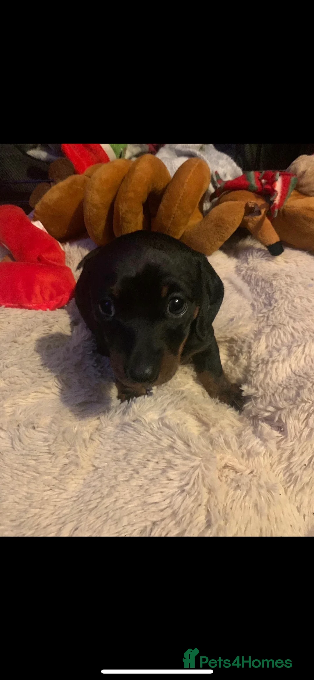 Miniature Dachshund dogs for stud: KC Miniature Dachshund in Liverpool - Advert 8
