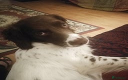 Sprocker dogs for sale: Adorable Chunky Sprocker Spaniel Pups - Image 9