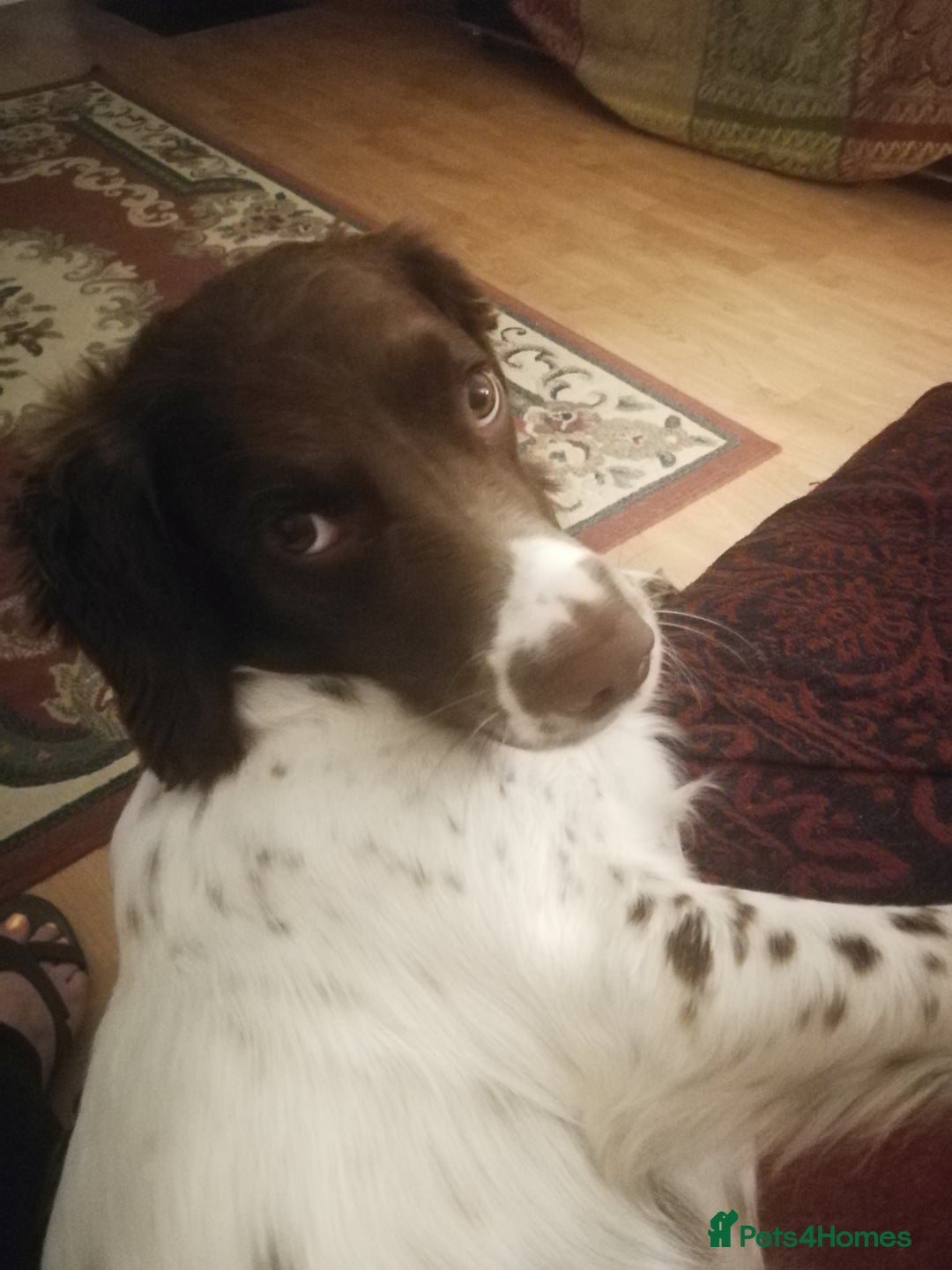 Sprocker dogs for sale: Adorable Chunky Sprocker Spaniel Pups - Image 9