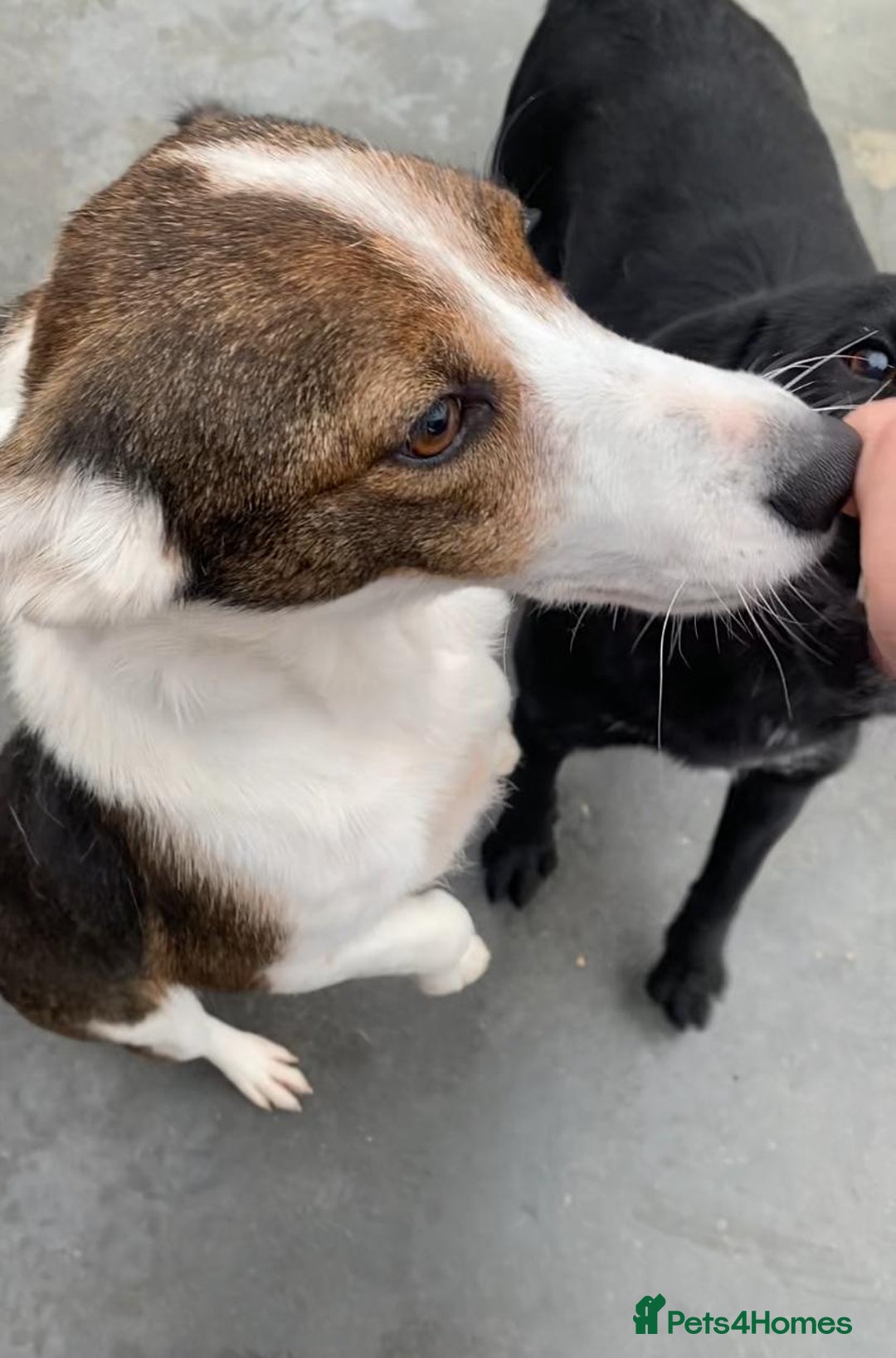 Mixed Breed dogs for adoption: Dorrie, 5 years approx. Available for adoption. - Advert 9