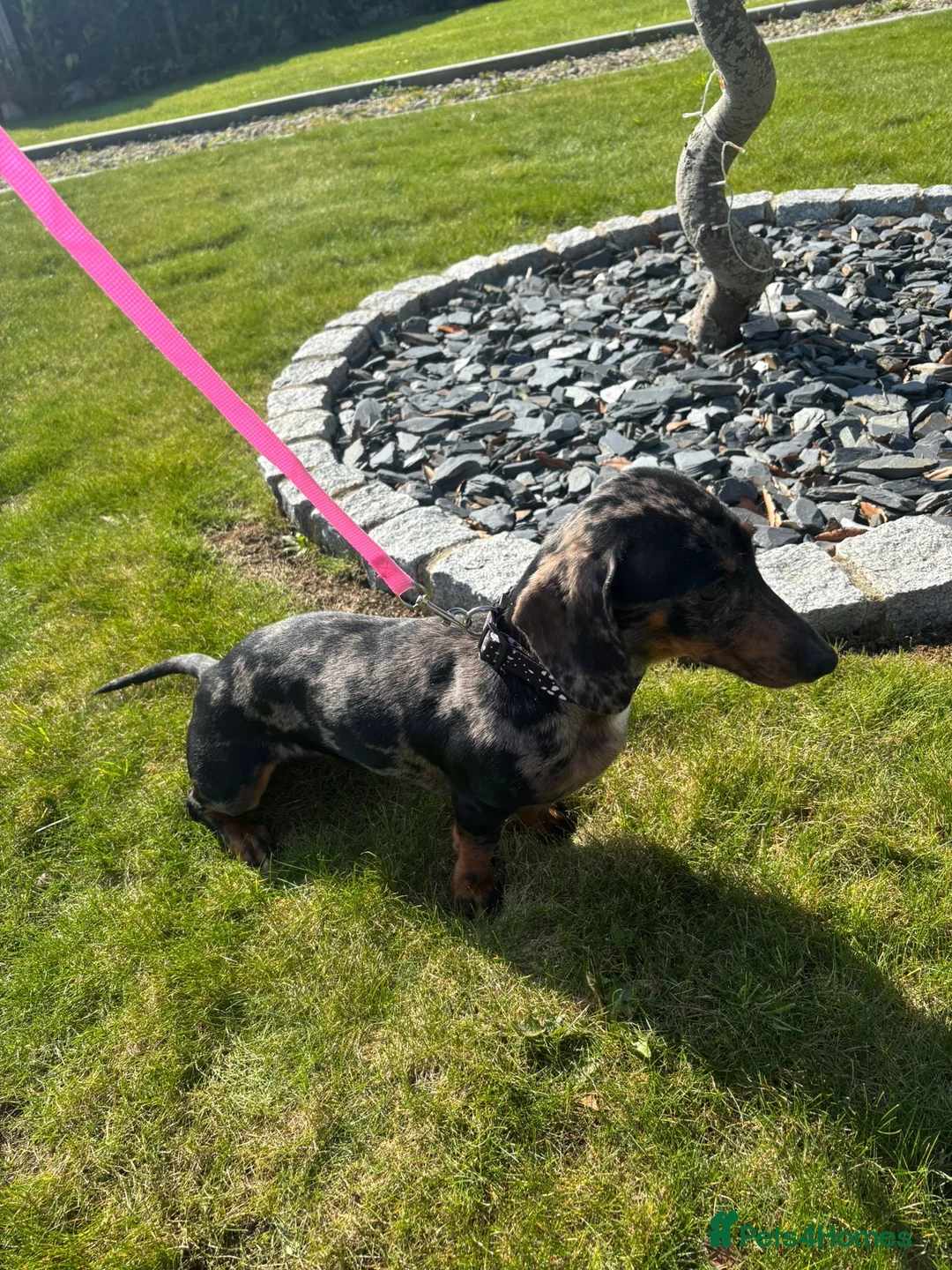 Dachshund dogs for sale: Dachshund girl in Maidstone - Advert 2