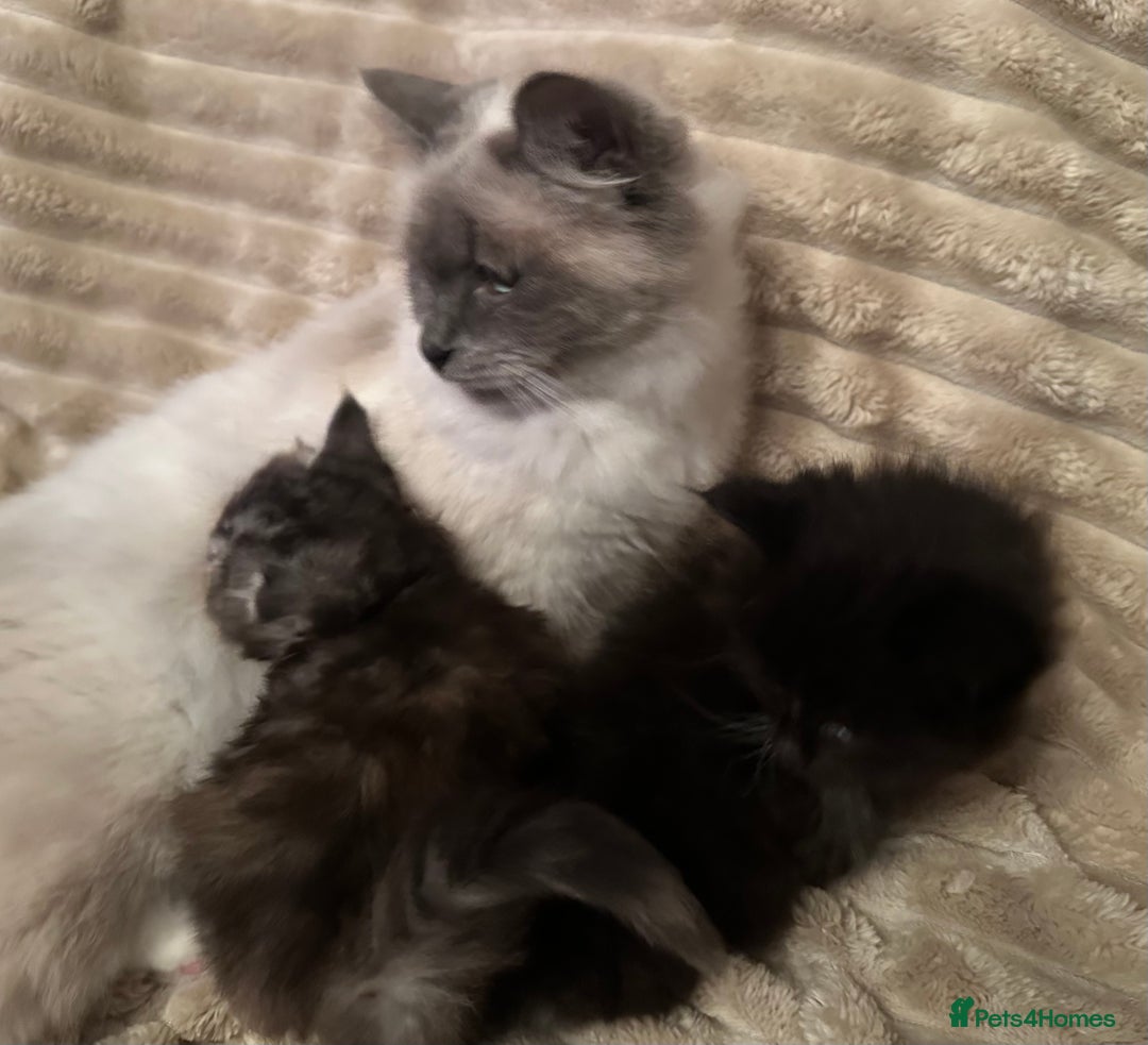 Ragcoon cats for sale: 2 maine Coon x Ragdoll kittens  - Advert 3