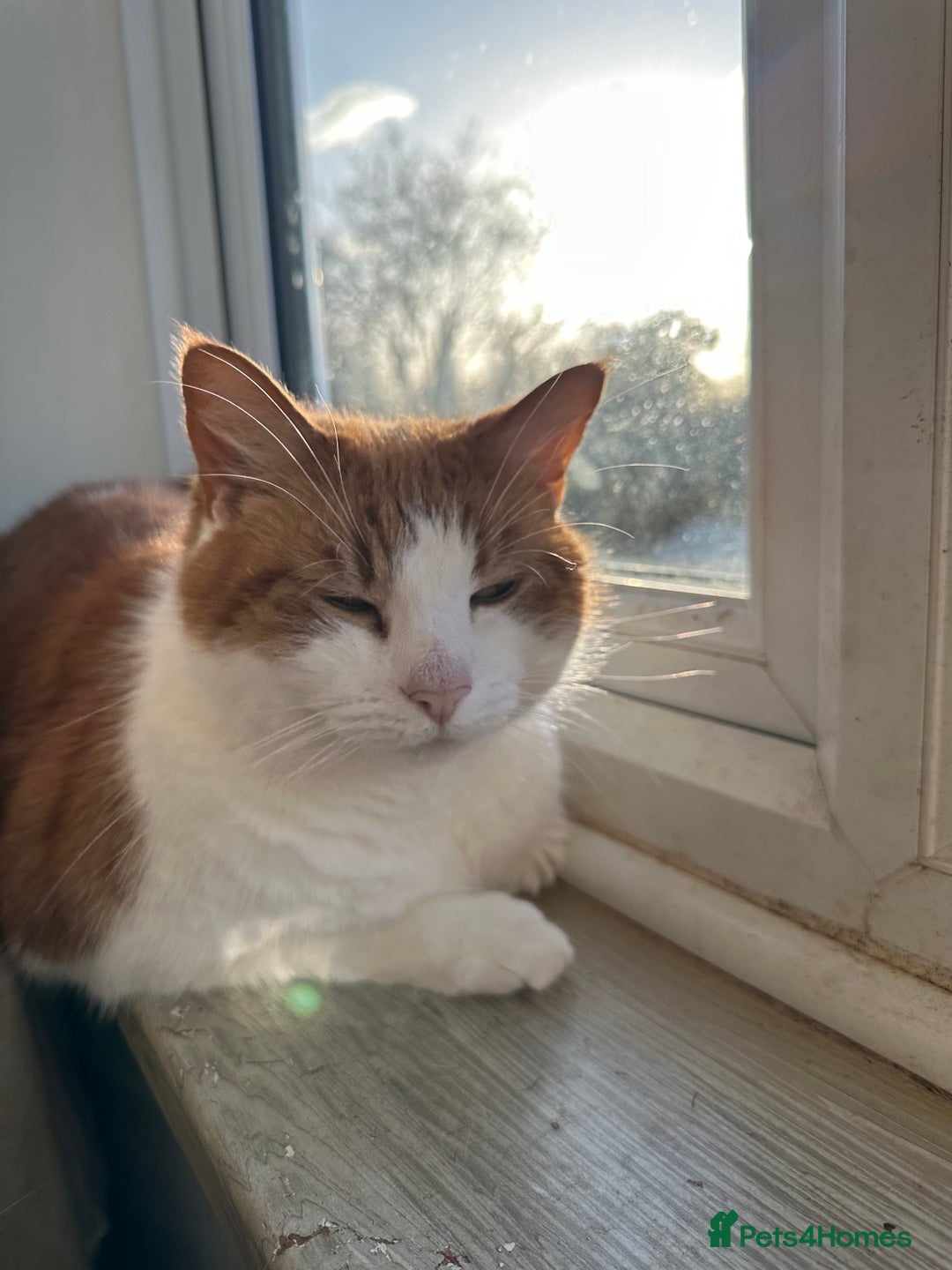 Domestic Shorthair cats for sale: Momie the Foodie - Advert 19