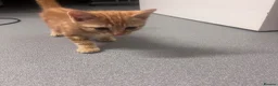 Domestic Shorthair cats for sale: Little kitties for Sale  - Advert 4