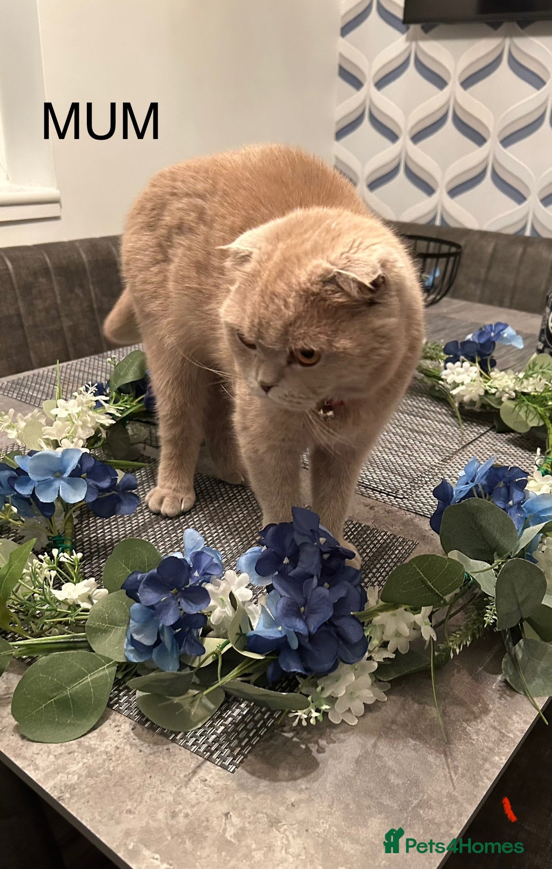 Ragdoll cats for sale: Scottish fold kittens  - Image 10