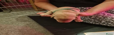 Labrador Retriever Puppy 1