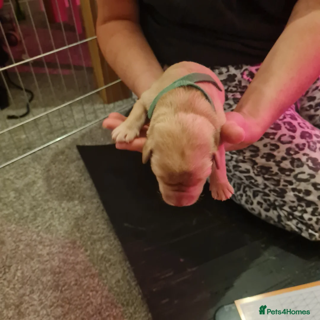 Labrador Retriever dogs for sale: Fox Red labrador retriever puppies for sale  in Basildon - Advert 26