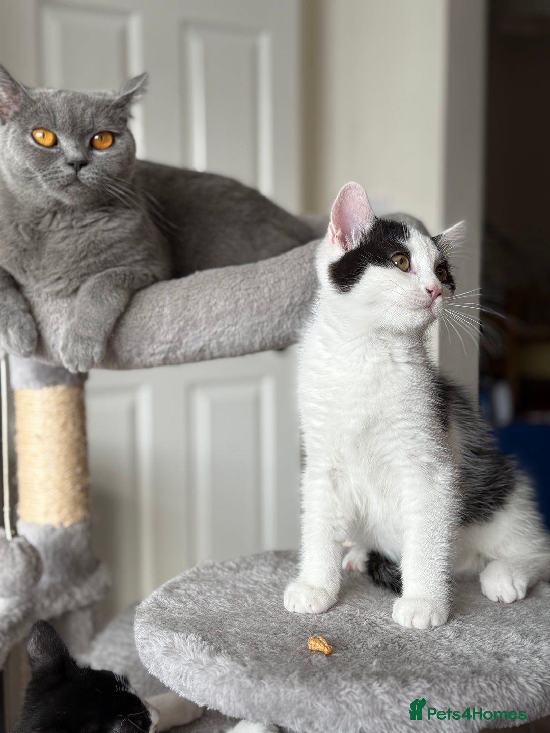 Mixed Breed cats for sale: British shorthair 5 mix kittens  - Image 14