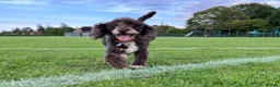 Miniature Poodle dogs for sale: Stunning Miniature Poodle Puppies PRA clear  - Advert 6