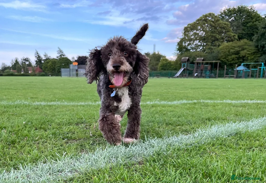 Miniature Poodle dogs for sale: Stunning Miniature Poodle Puppies PRA clear  - Advert 6