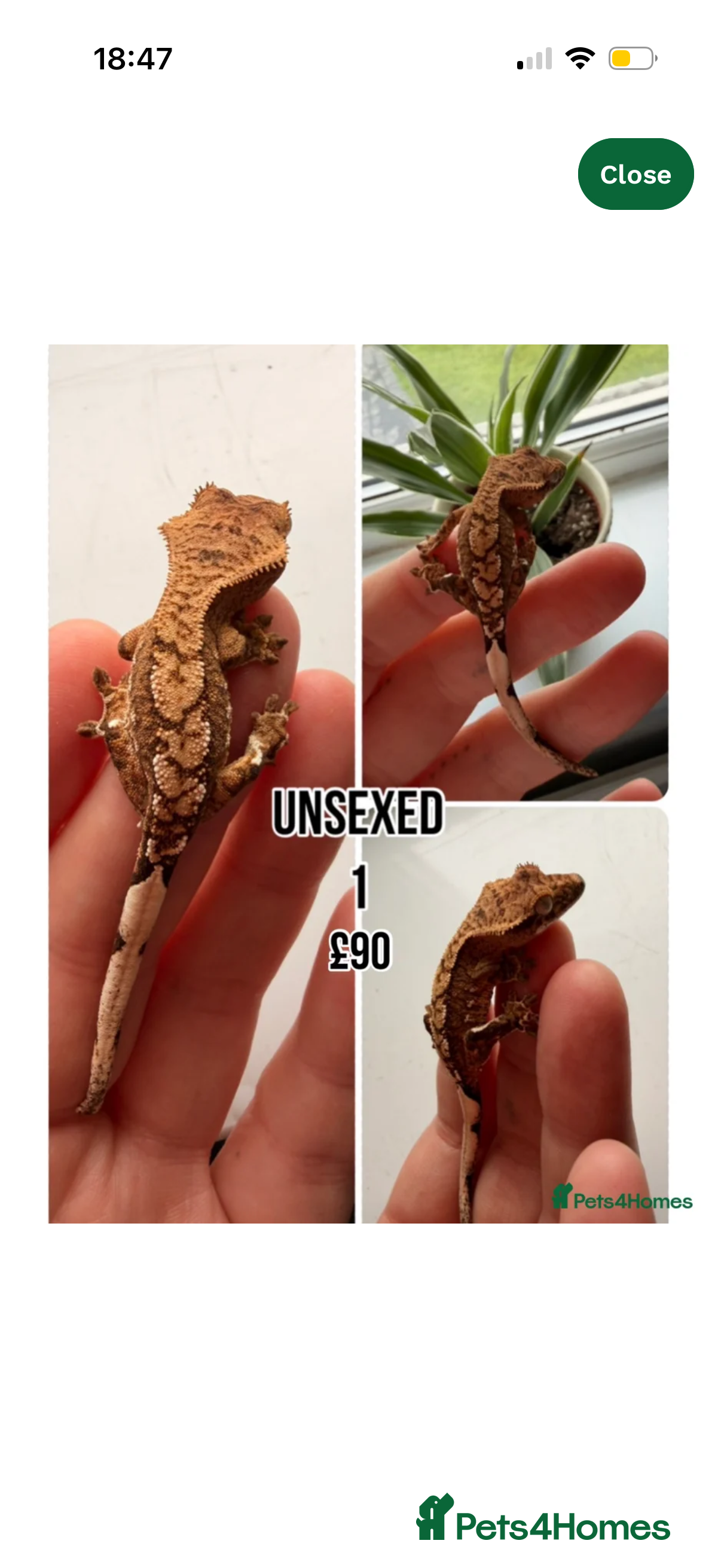 Gecko reptiles Stunning crested geckos - Advert 13