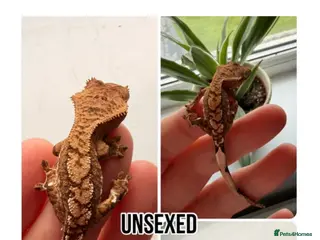 Gecko reptiles Stunning crested geckos - Advert 13